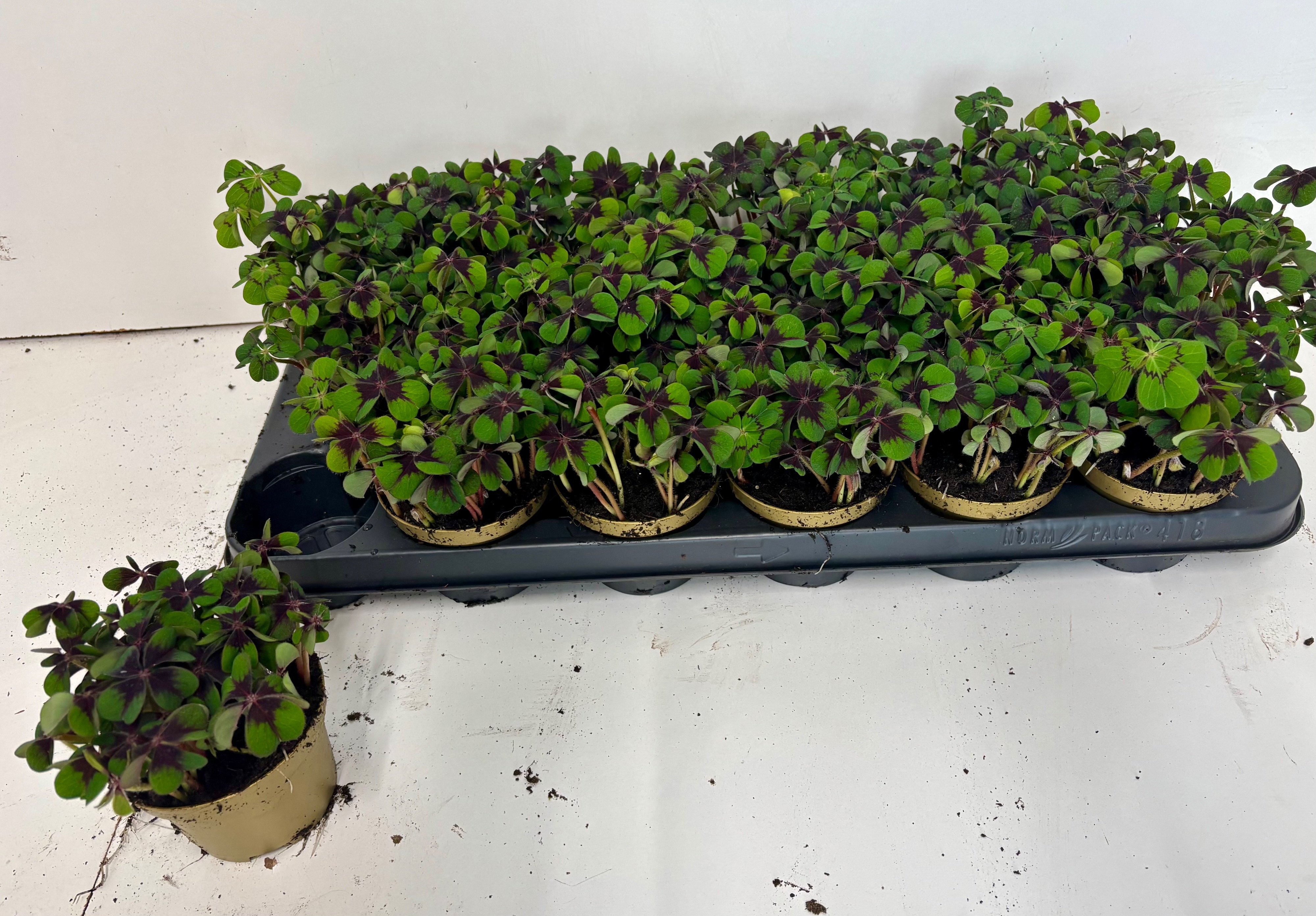 Oxalis Deppei 9Ø 15cm
