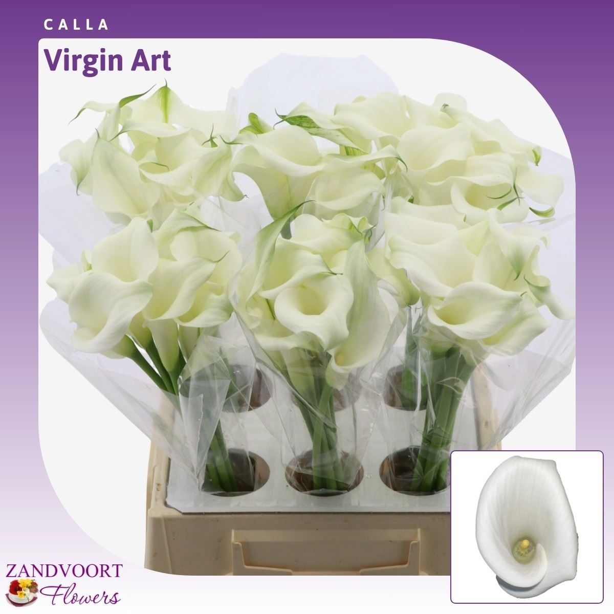 Zant Virgin Art 45cm