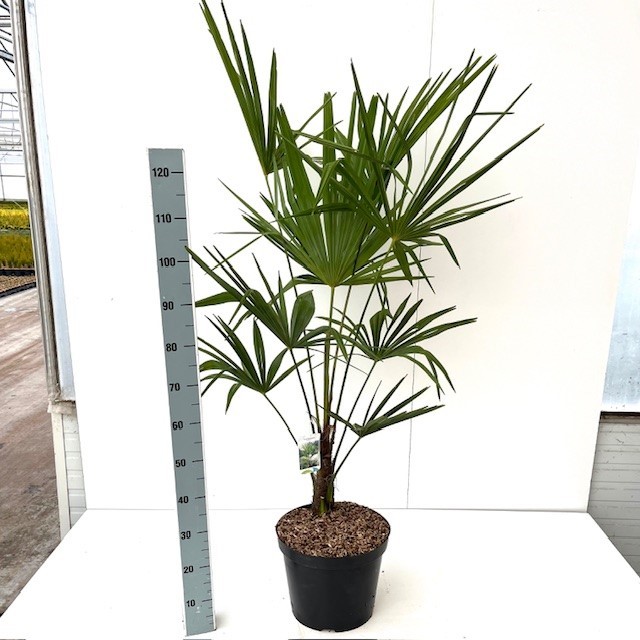 Picture of Trachycarpus fortunei C10 80/100