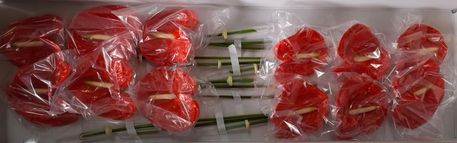Anthurium Naranja 13Ø