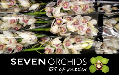 Cymbidium Time Out 8/11bl