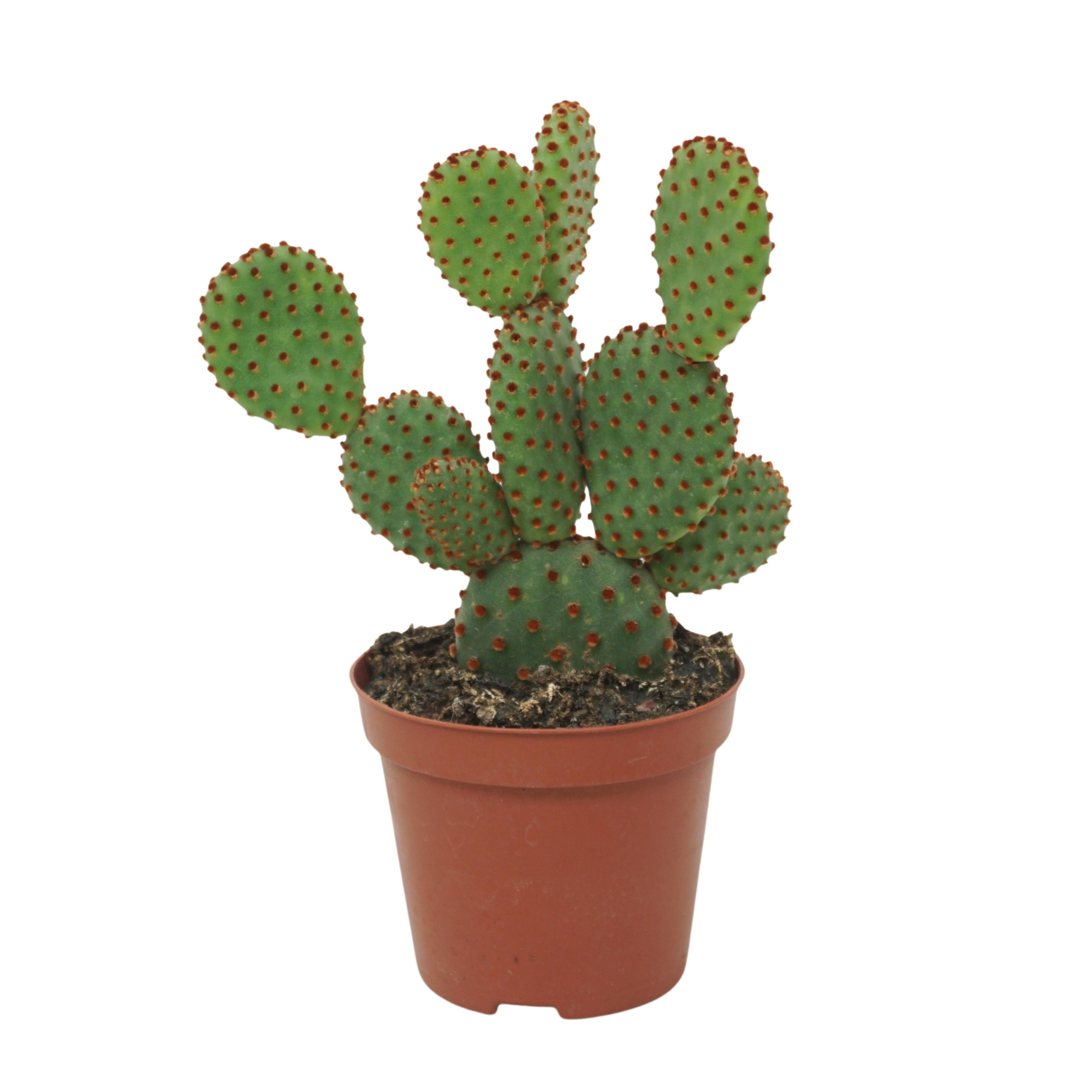 Opuntia microdasys rufida
