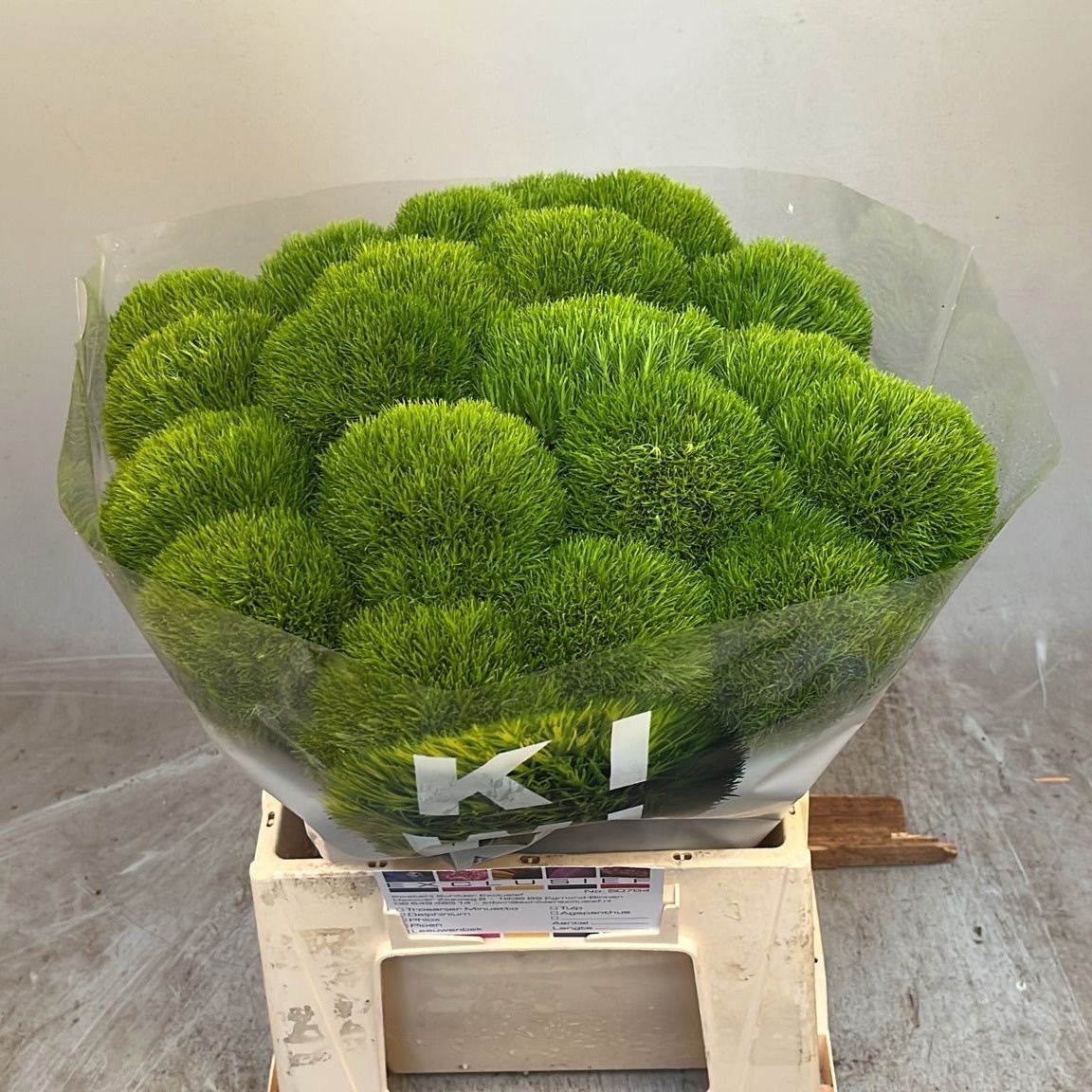 Di Barb Kiwi Cool 45L.cm 99bloei