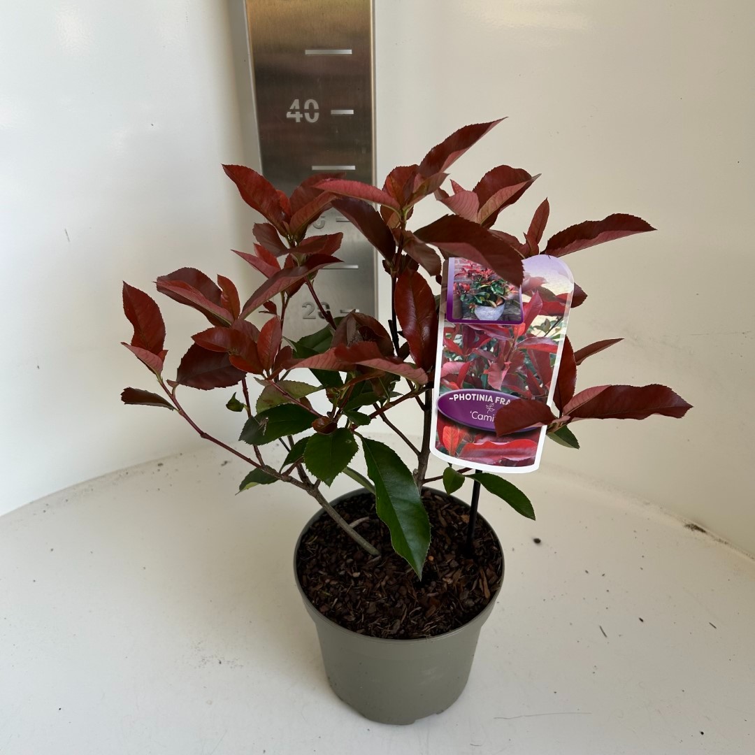 Picture of Photinia fras. Camilvy P17 (2 Ltr) (LOOSE)