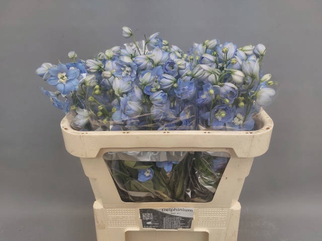 Delphinium Elatum Centurion Skyblue 70cm