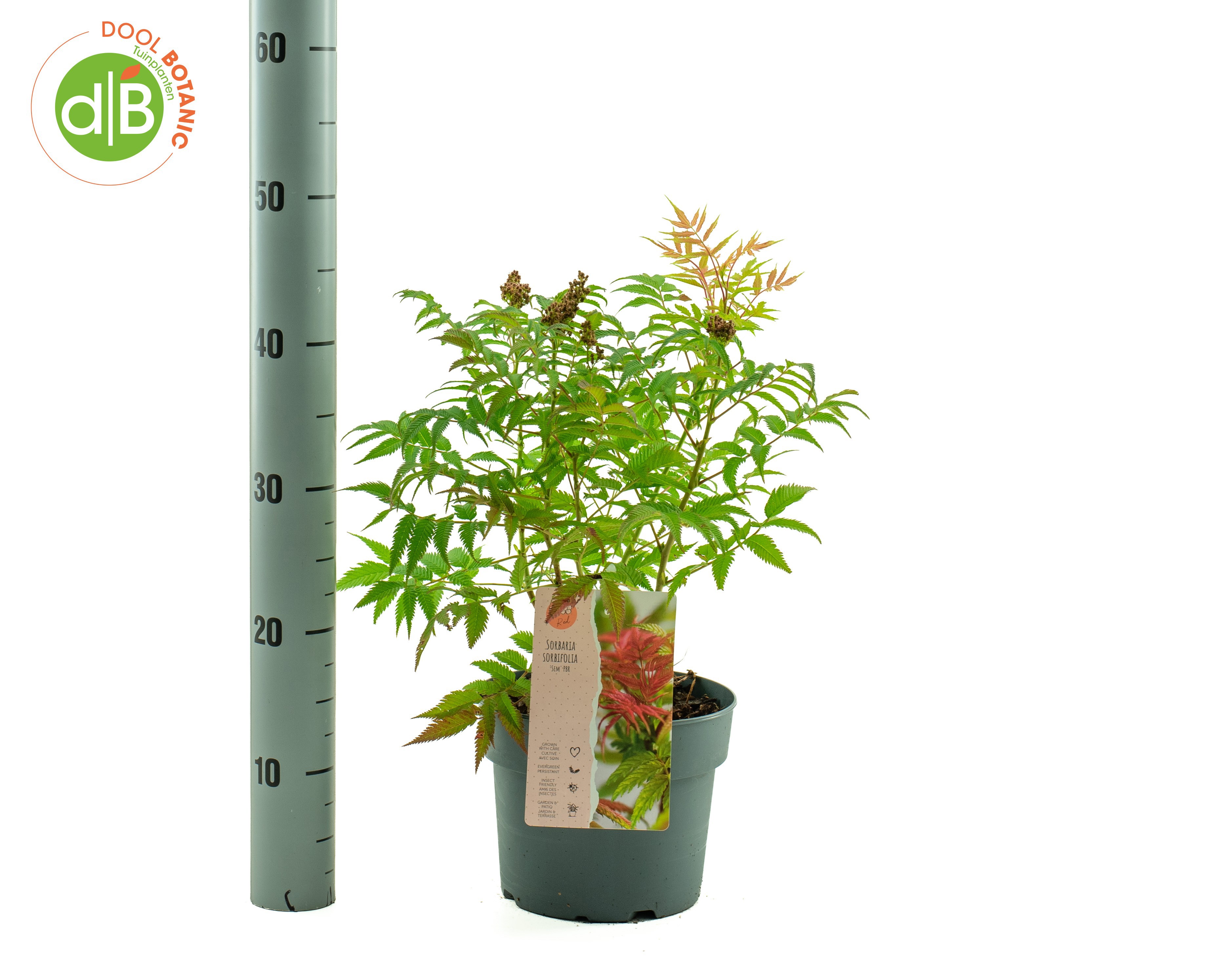 Sorbaria sorbifolia 'Sem'