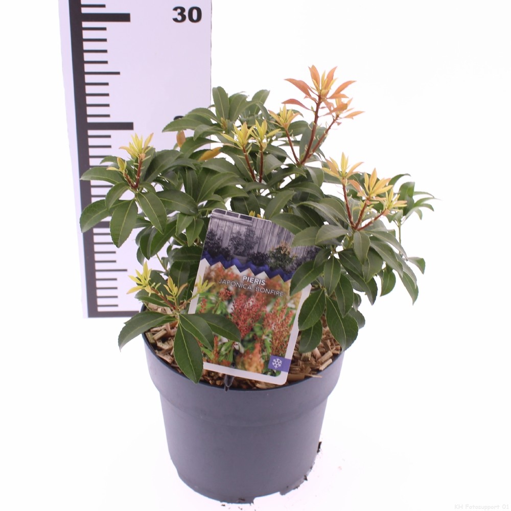 Picture of Pieris jap. 'Bonfire'