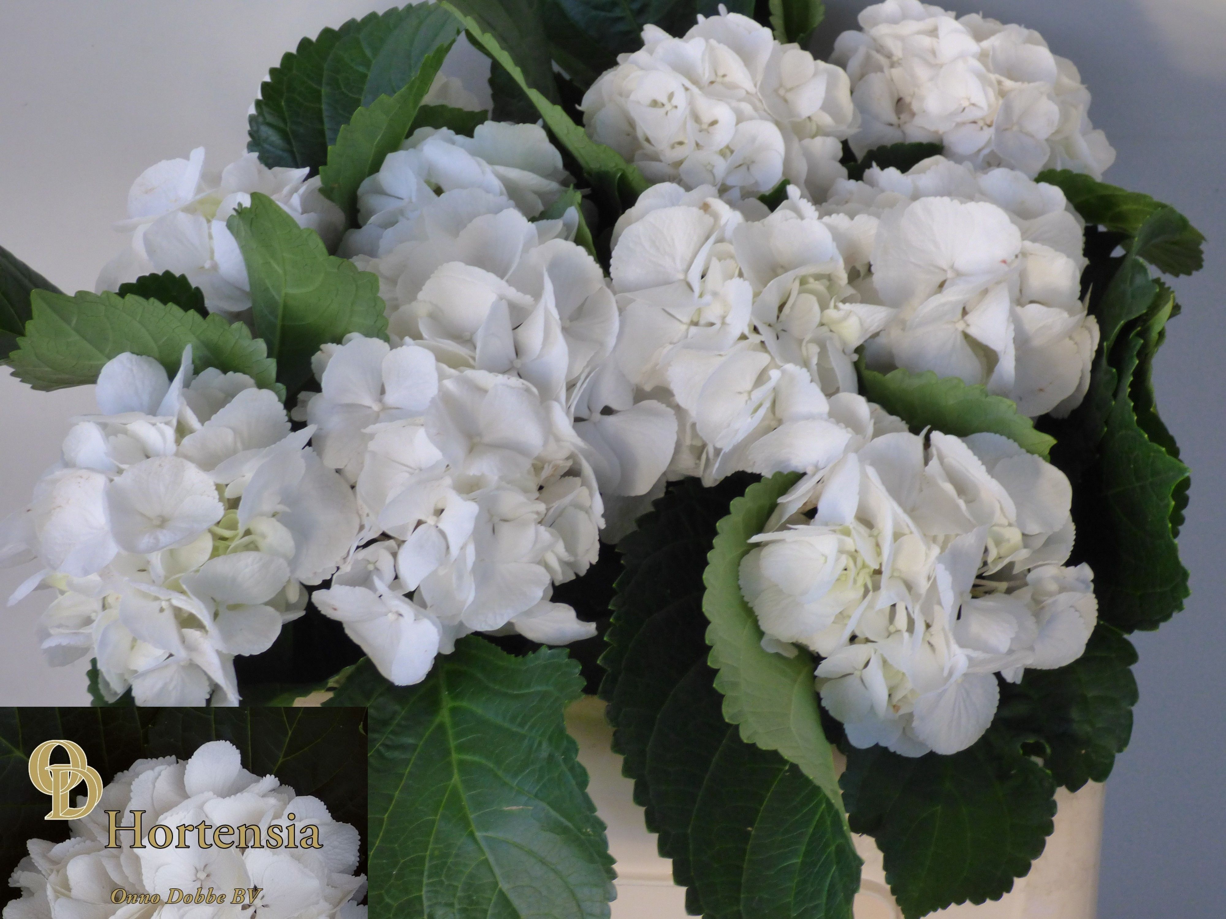 Hydrangea Schneeball 50cm 9Ø