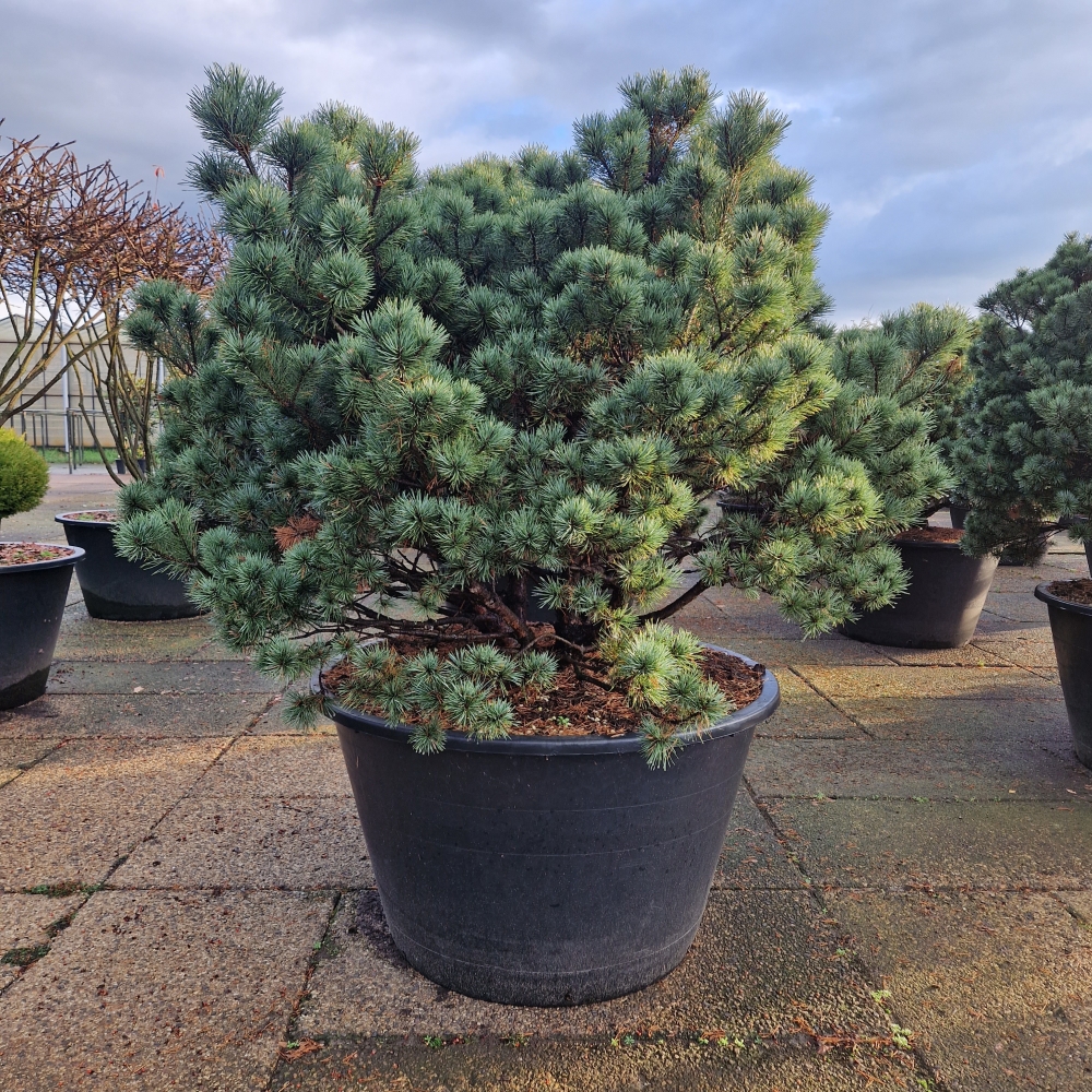 Picture of Pinus sylvestris Beuvronensis C500 125/150 (LOOSE)