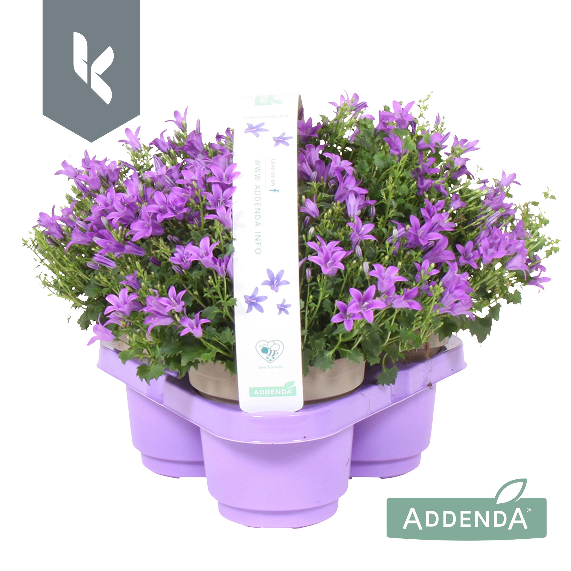 Picture of Campanula Ambella Intens Purple P10.5 3 packs (LOOSE)