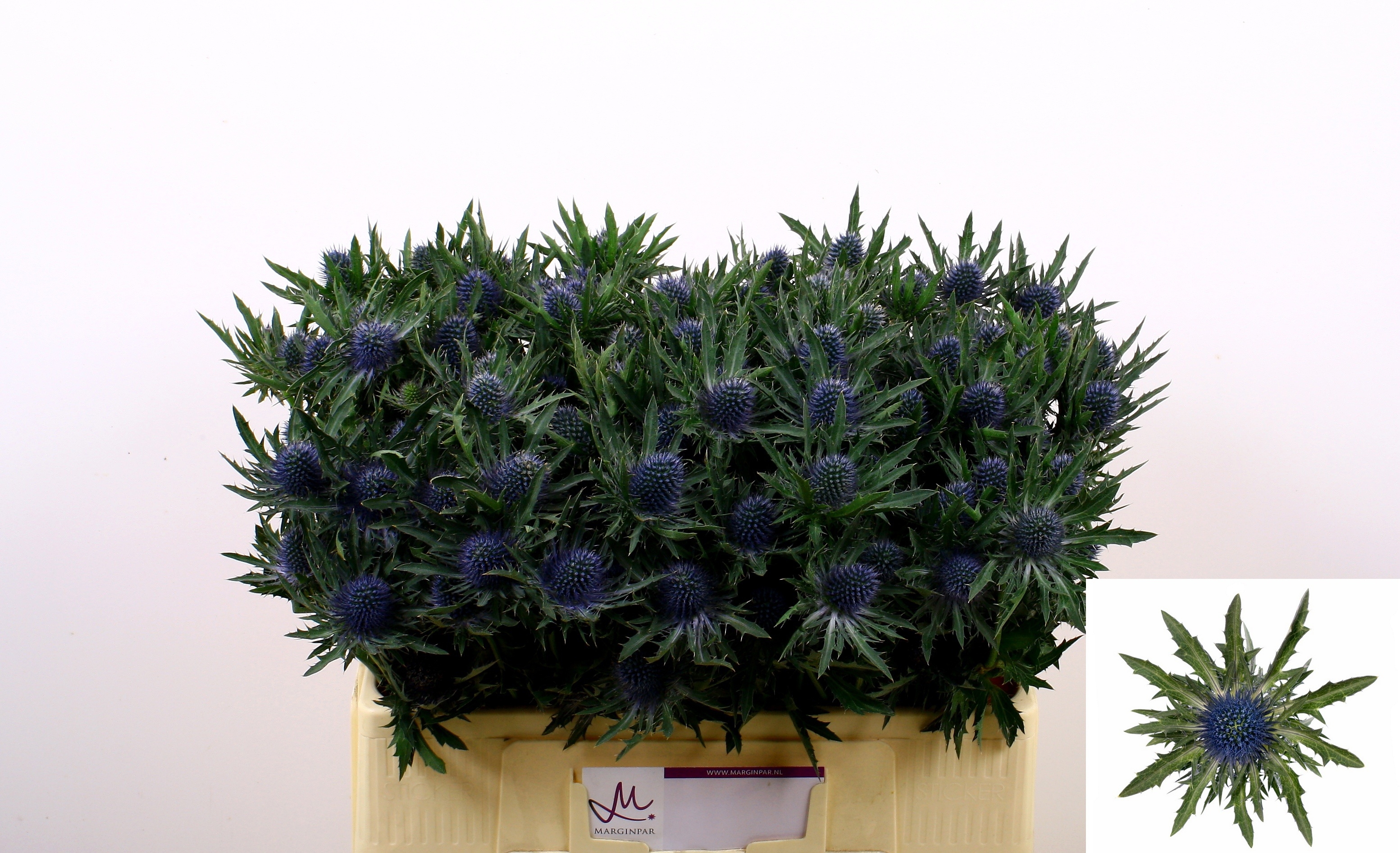 Eryngium Aquar Questar 50cm