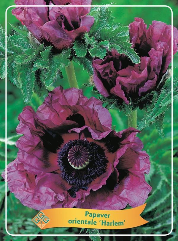 Picture of Papaver mix 6x10 srt. per shelve P11