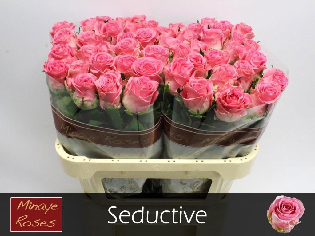 R Gr Seductive@