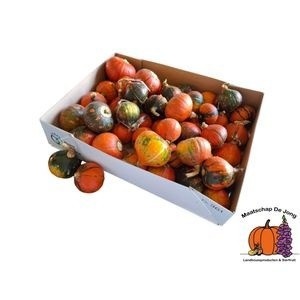 Cucurbita Turkish Turban Mix