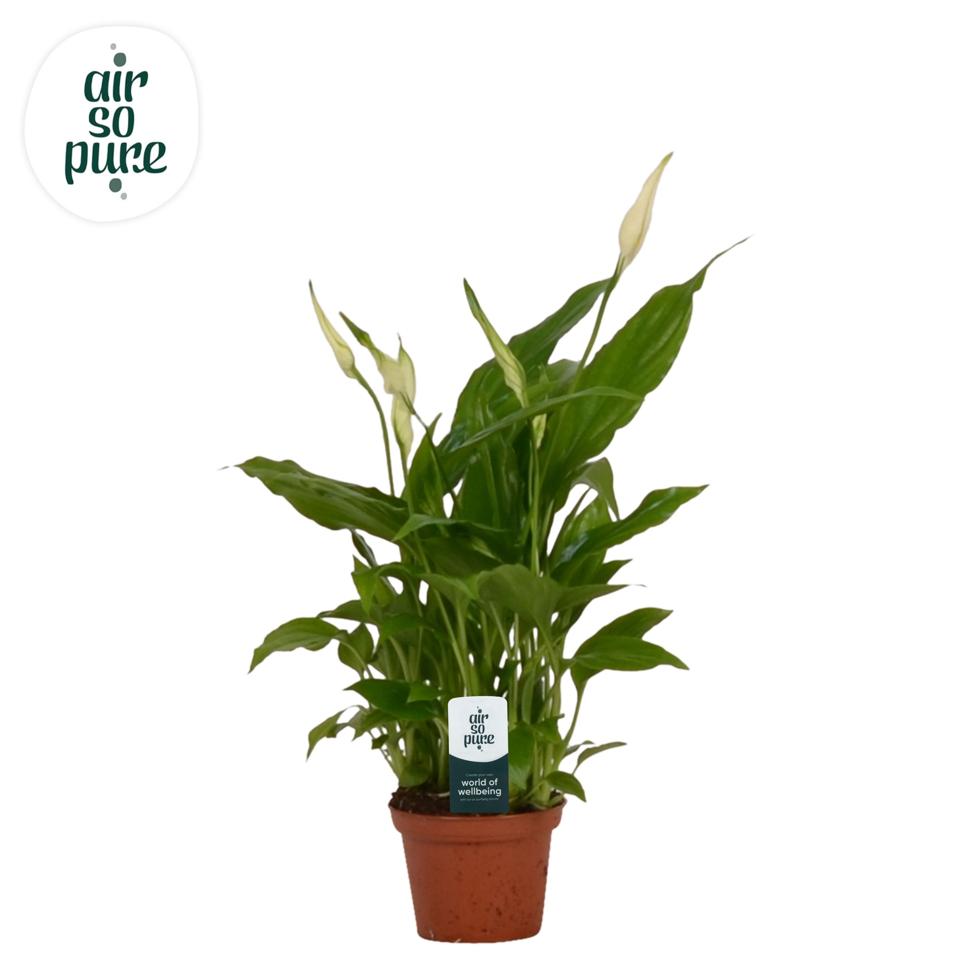 Picture of Spathiphyllum Chopin Air So Pure P6.5 25CM