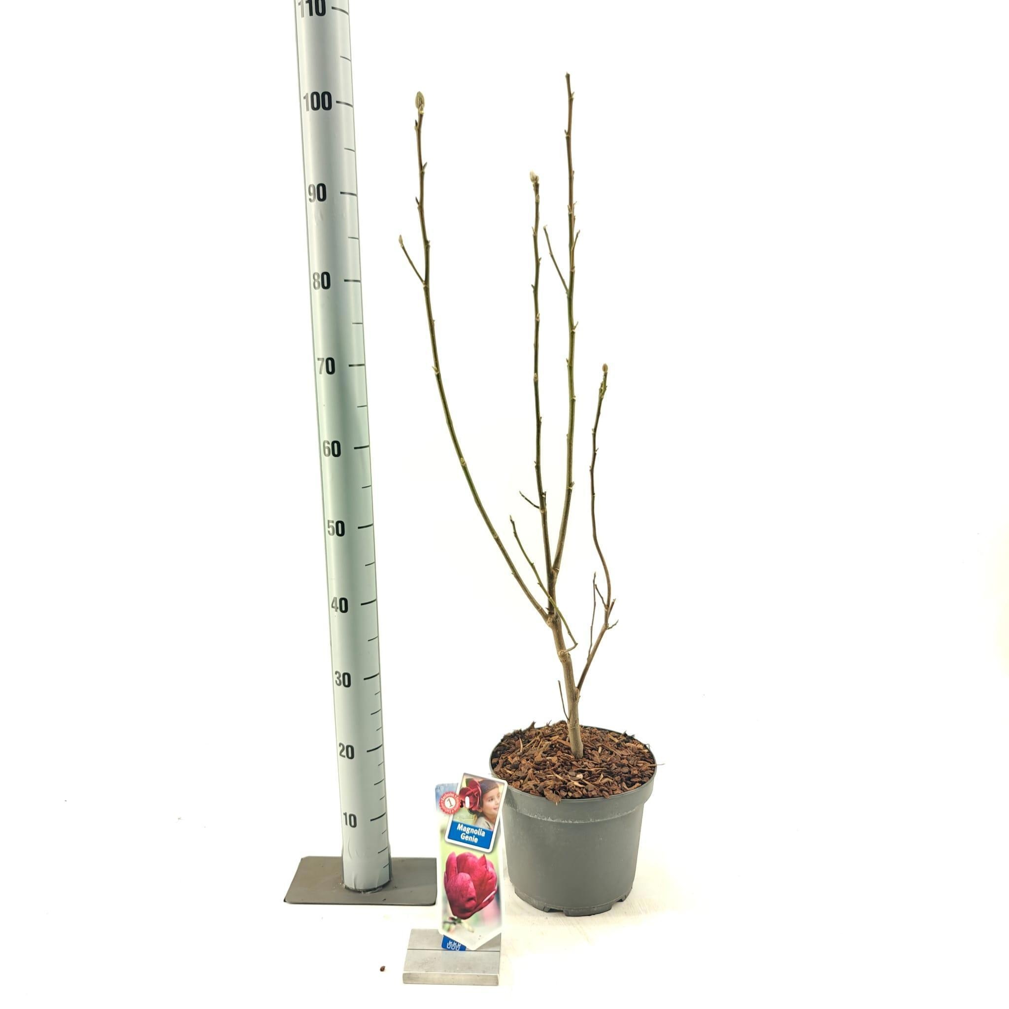 Picture of Magnolia 'Genie'