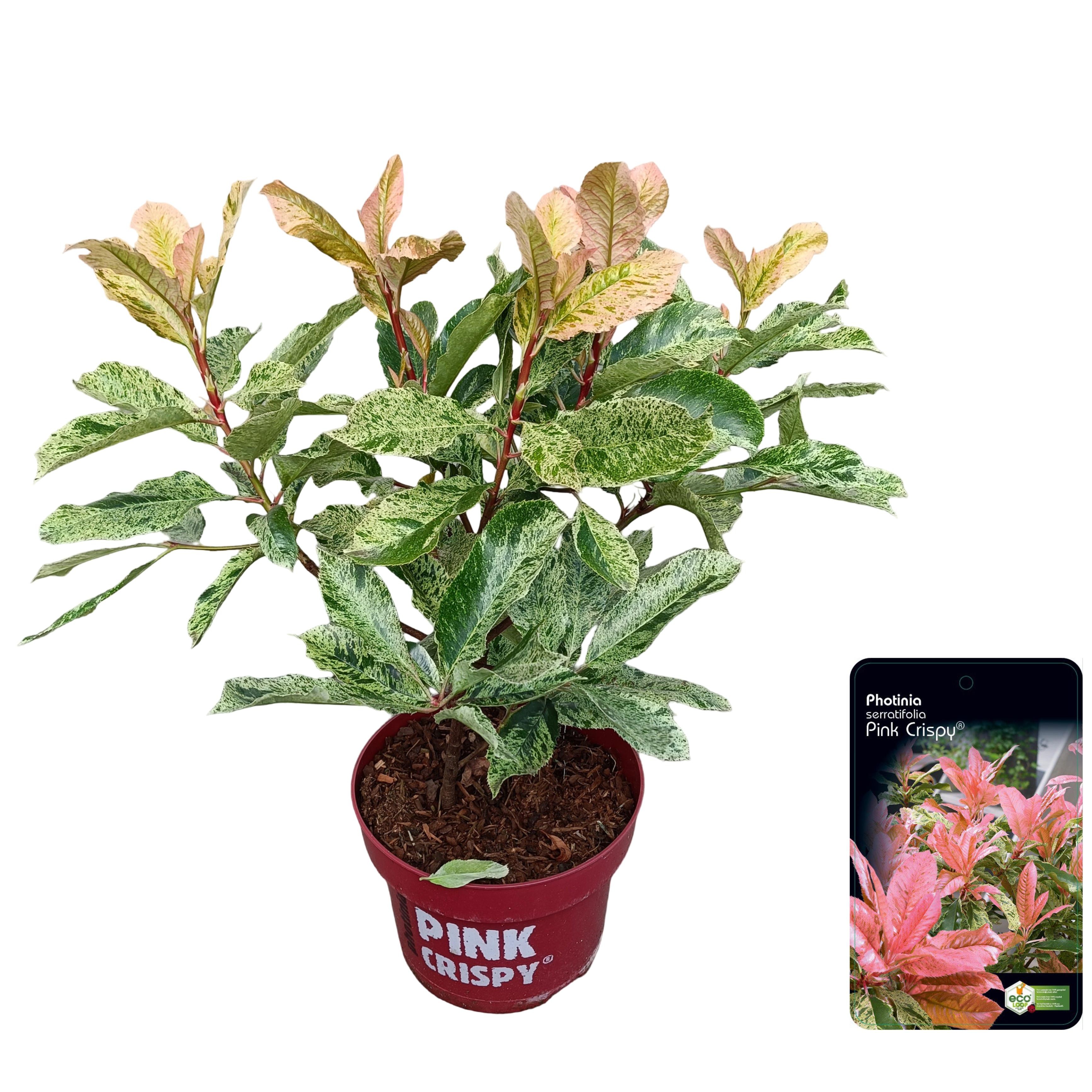 Picture of Photinia serratifolia 'Pink Crispy'® C5