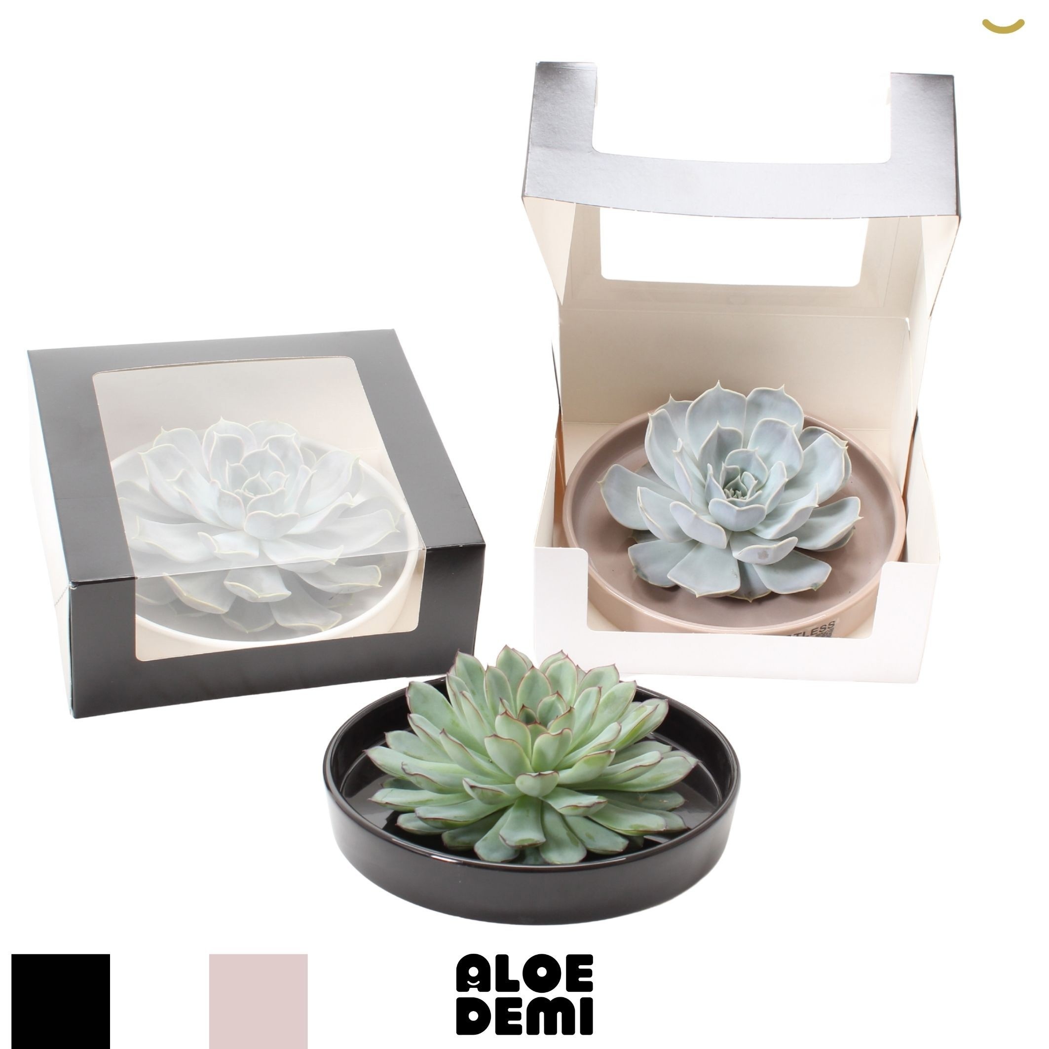 Vetplanten Arr 6% 21Ø 9cm