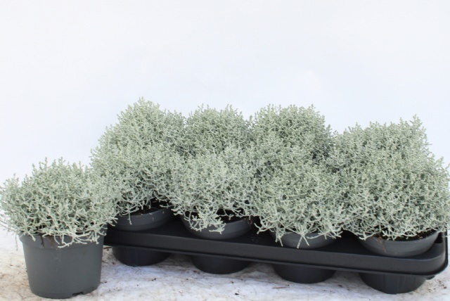 Leucoph Brownii 13P 20H