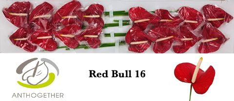 Anth A Red Bull