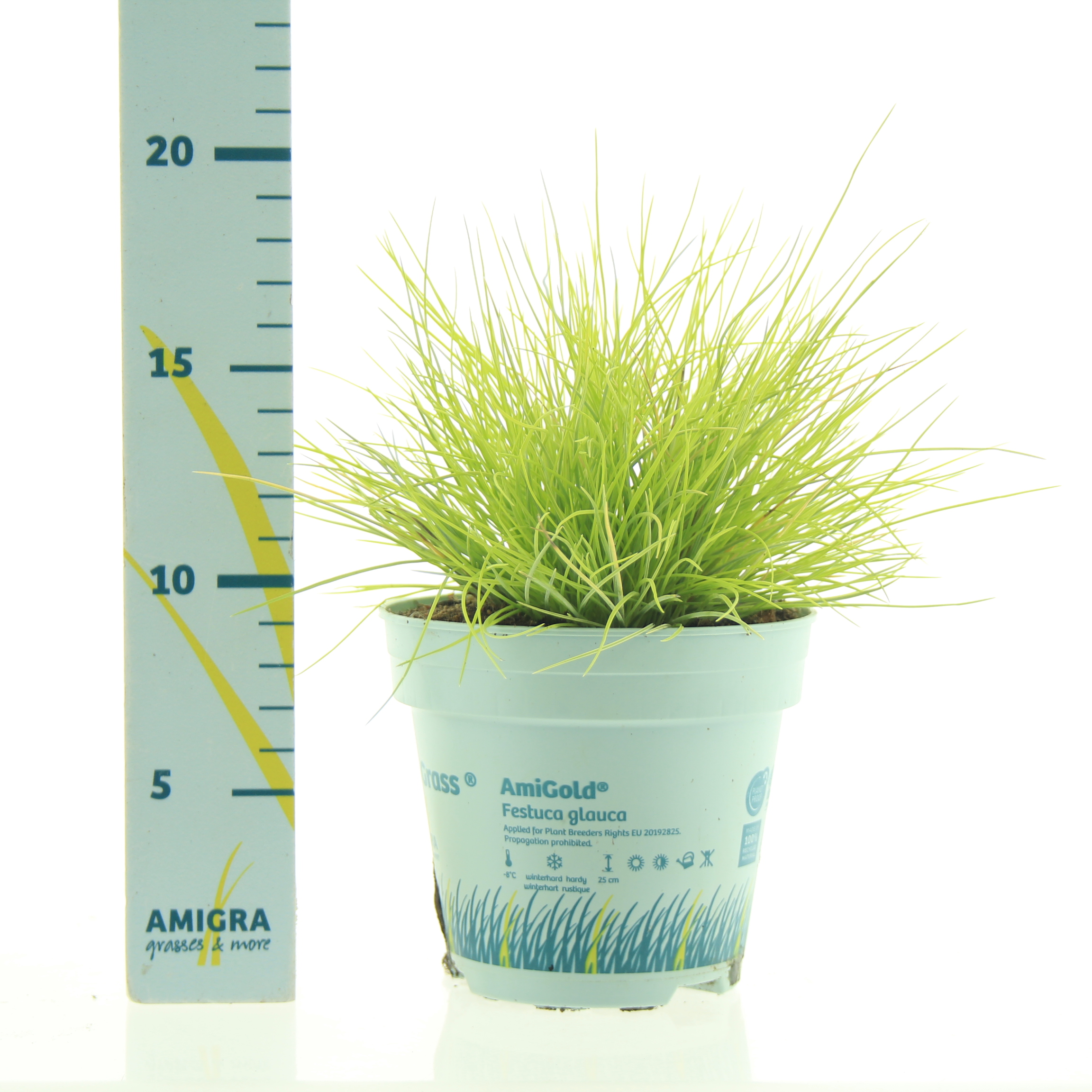 Picture of Festuca glauca AmiGold®