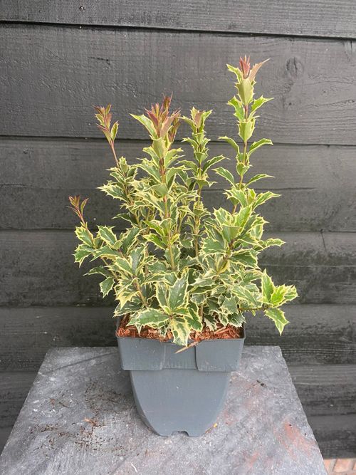 Osmanthus heteroph. 'Varieg.' P17 Buitenh