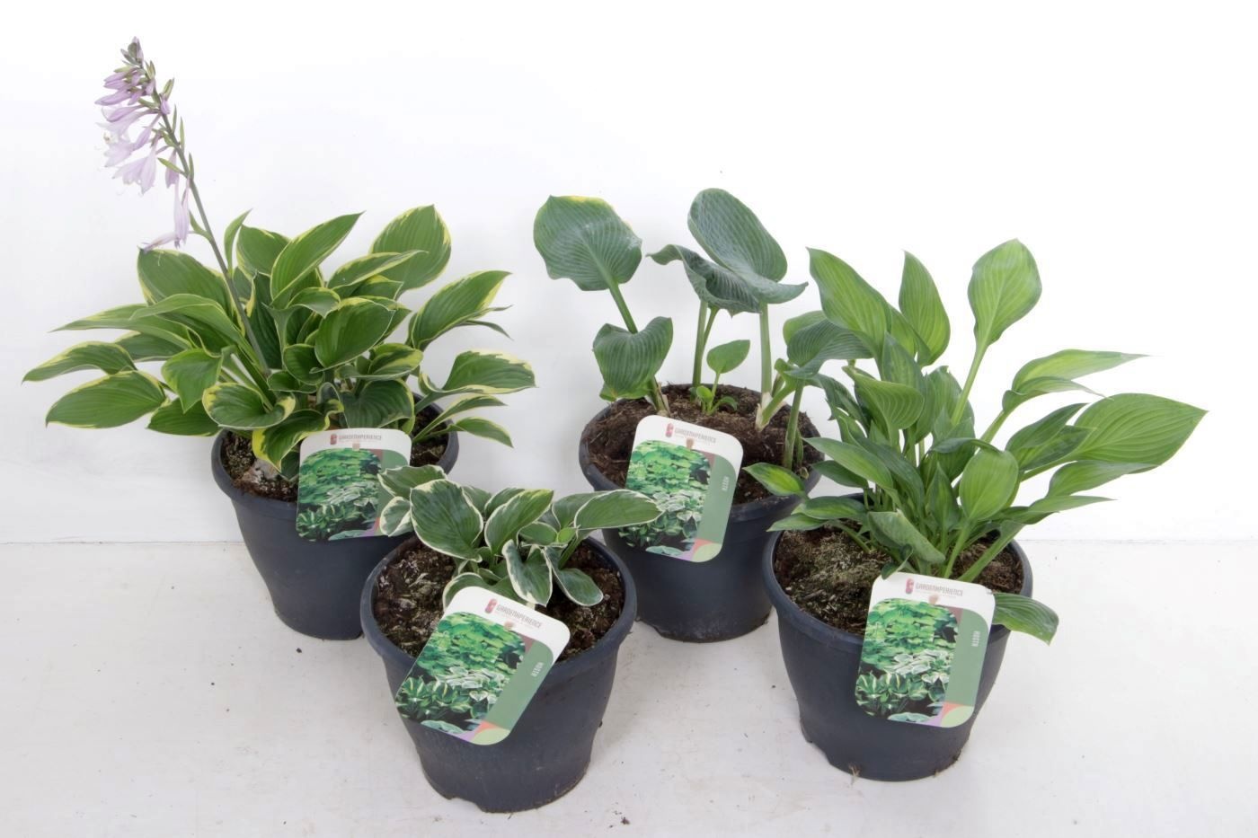 Hosta mix