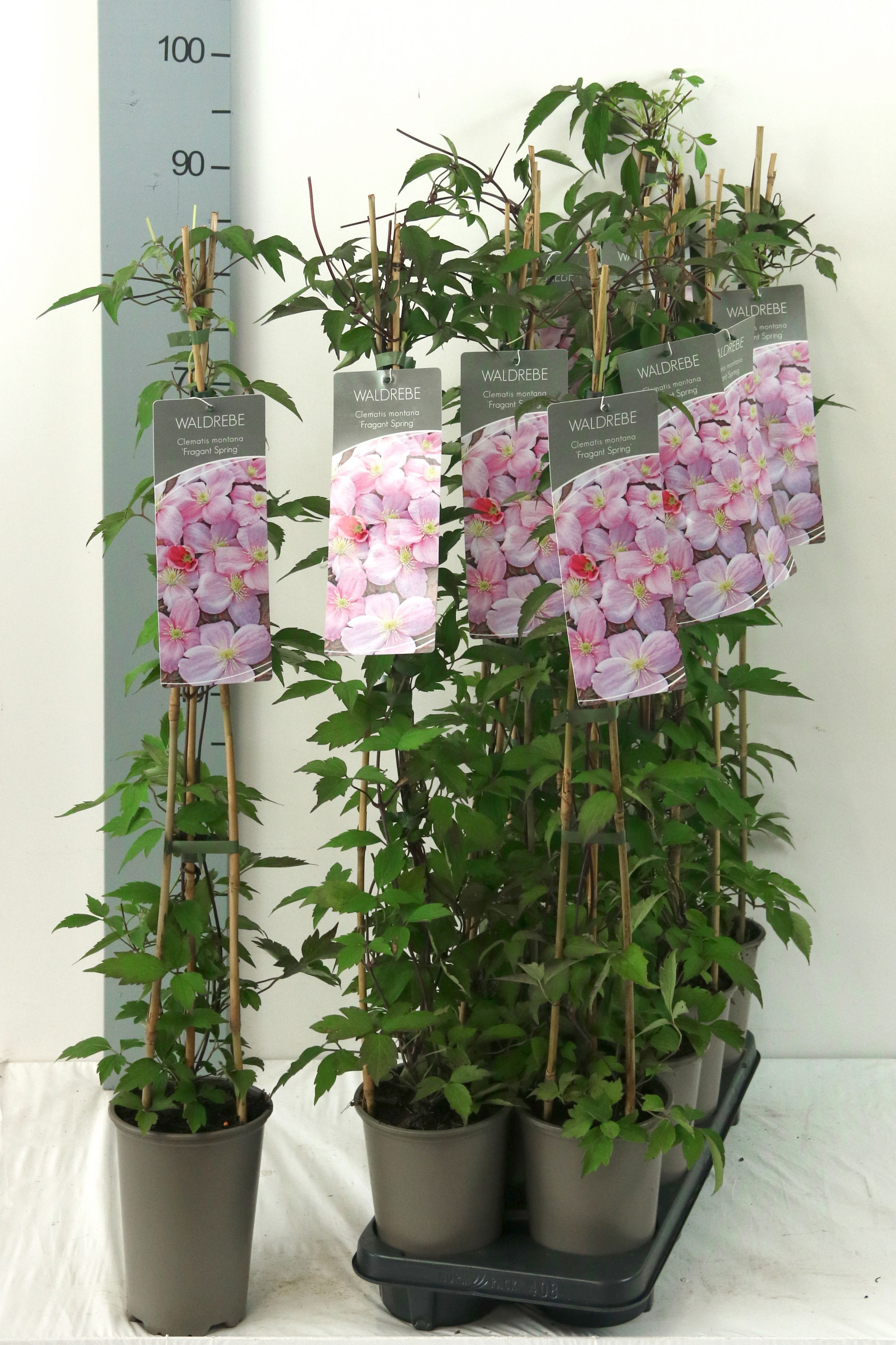 Clematis 'Fragrant Spring'