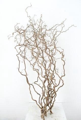 Coryl Av Contorta