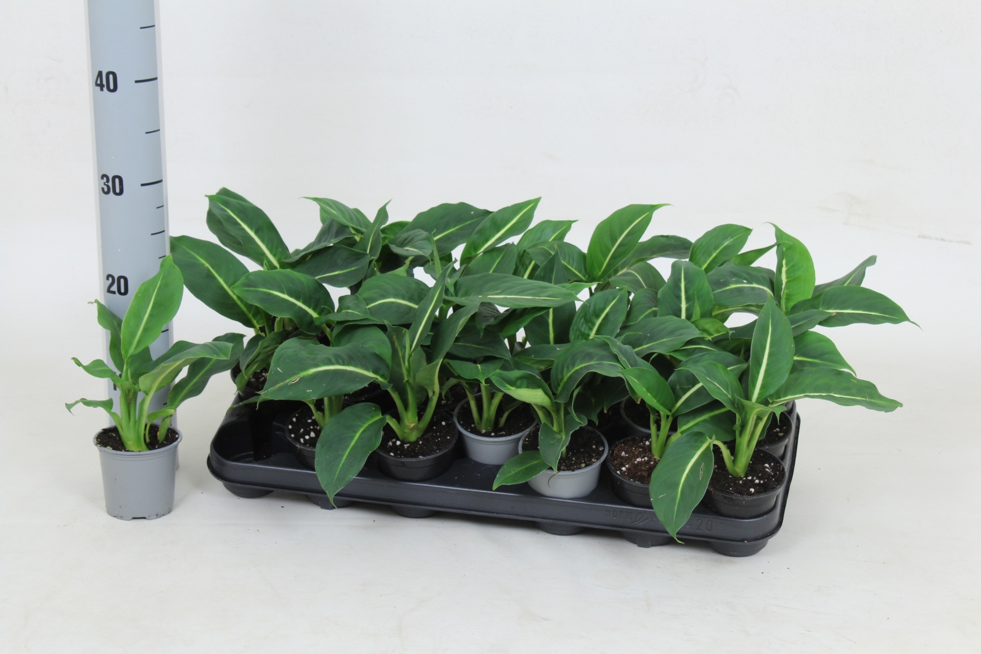 Dieff Green Magic 508P 35H