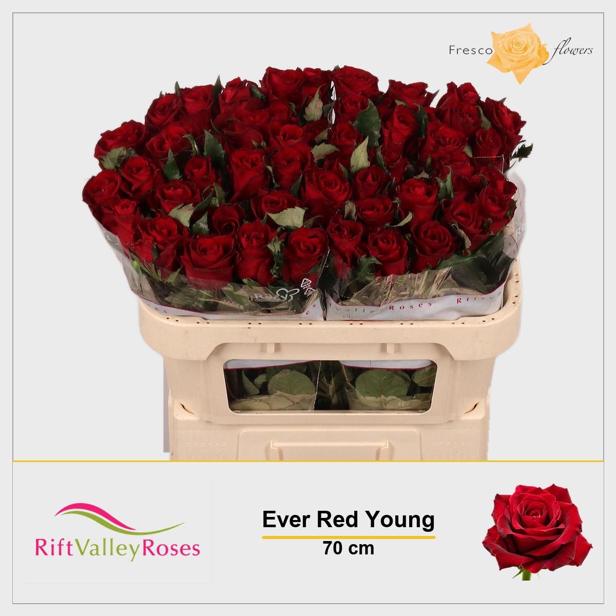 Rosa Ever Red 70cm