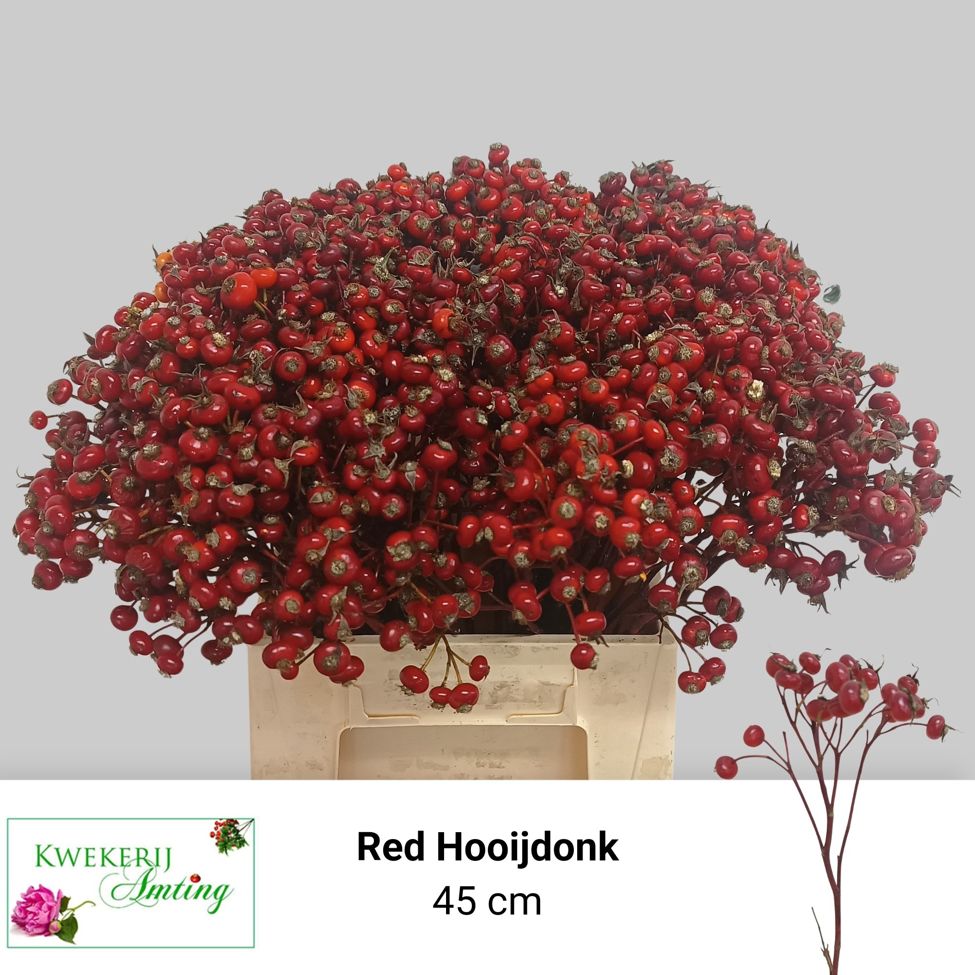 Rosa Red Hooijdonk