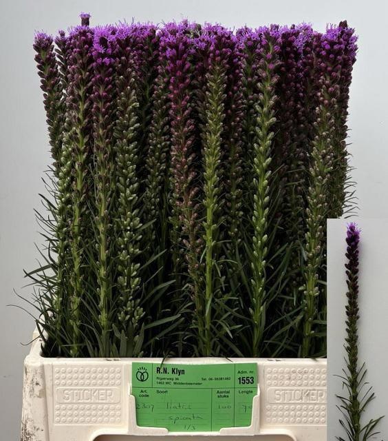 Liatris Spicata