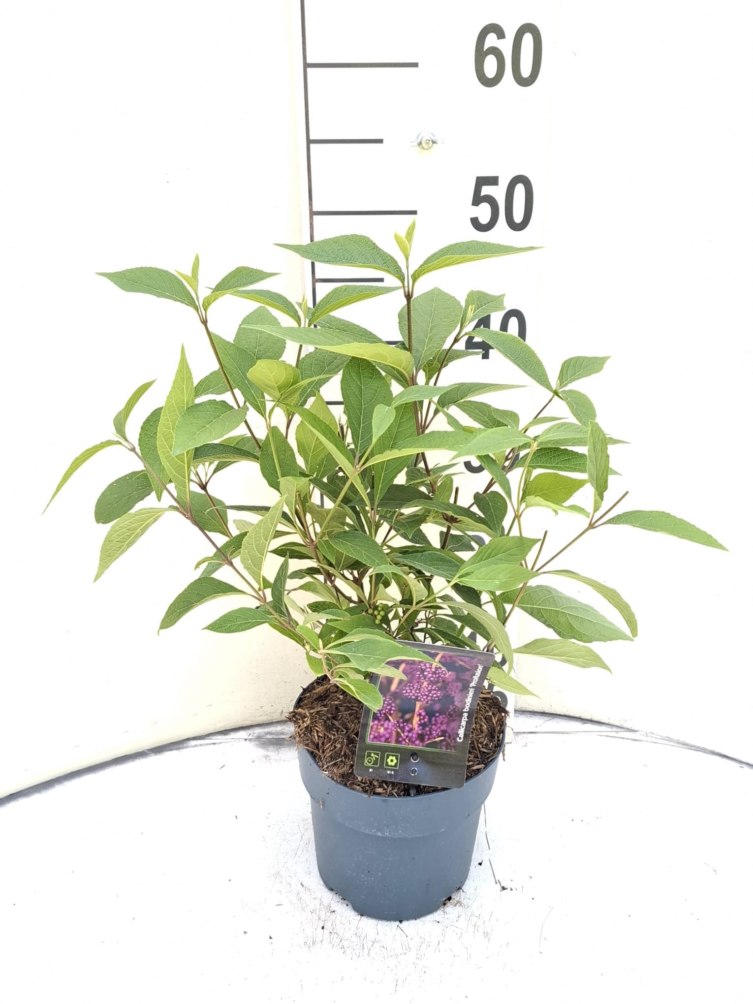 Callicarpa bodinieri 'Profusion'