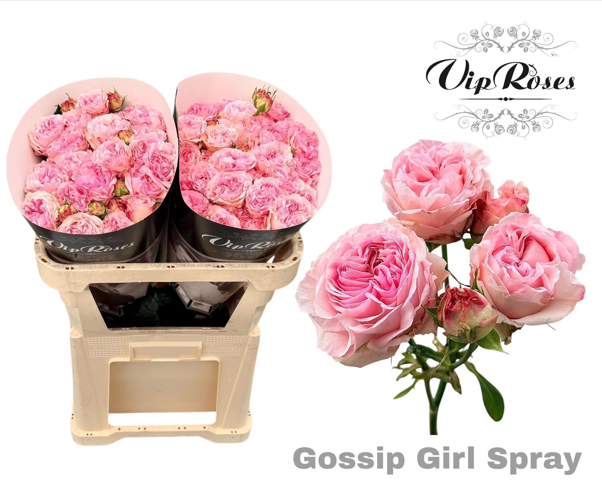 R Tr Gossip Girl