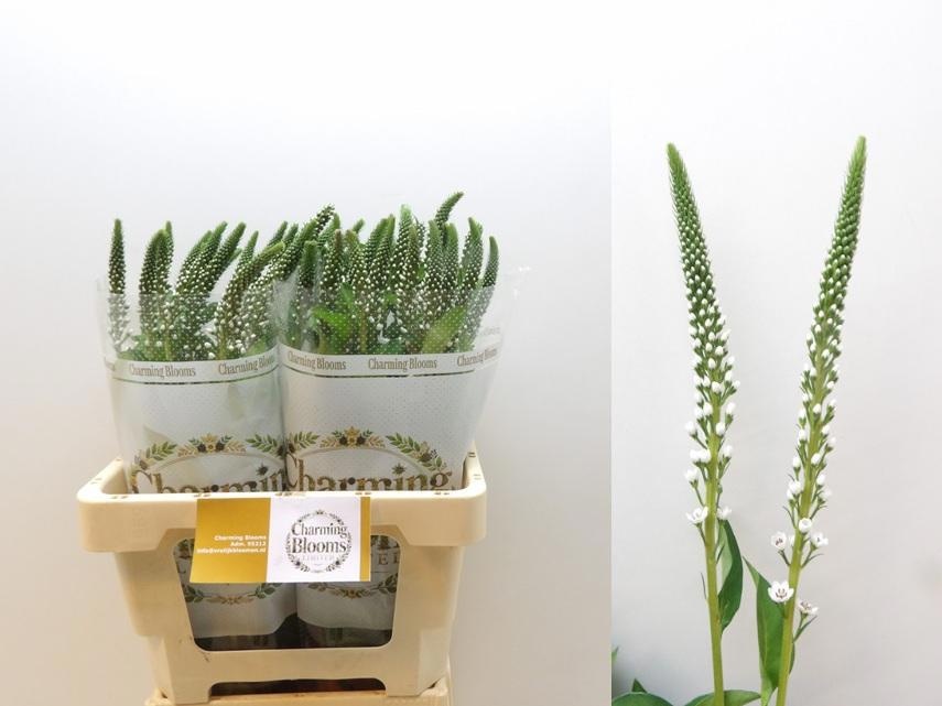 Lysimachia Moonlight 60cm