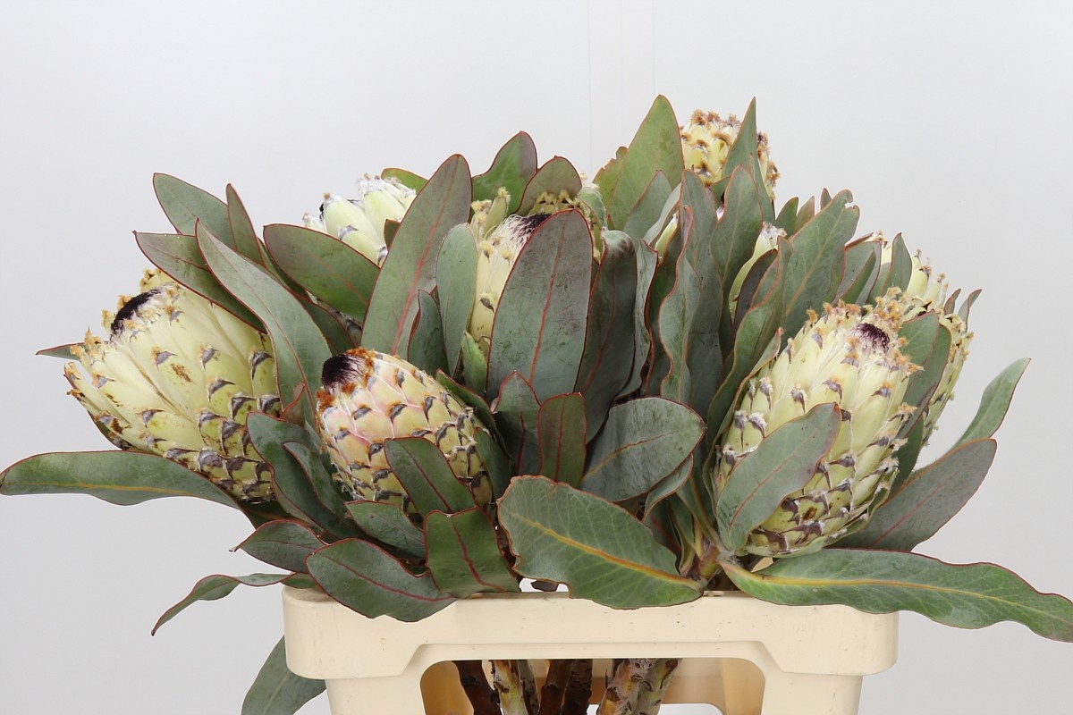 Protea M Ice Queen
