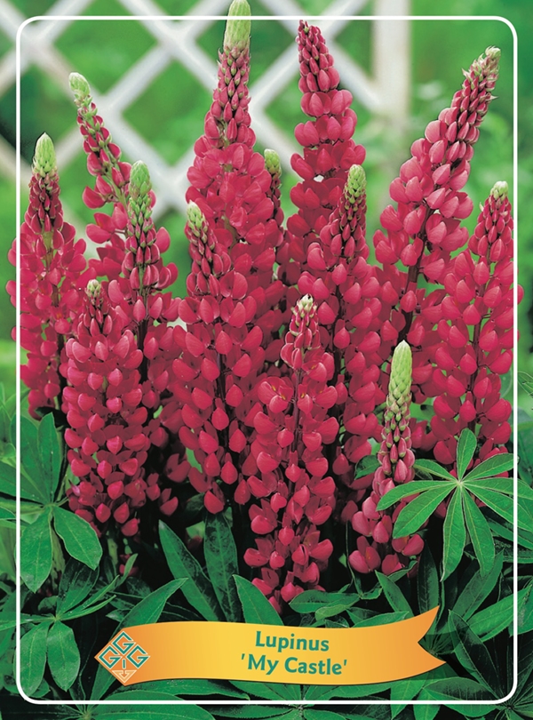 Picture of Lupinus Mix 6x10 srt. per shelve P11