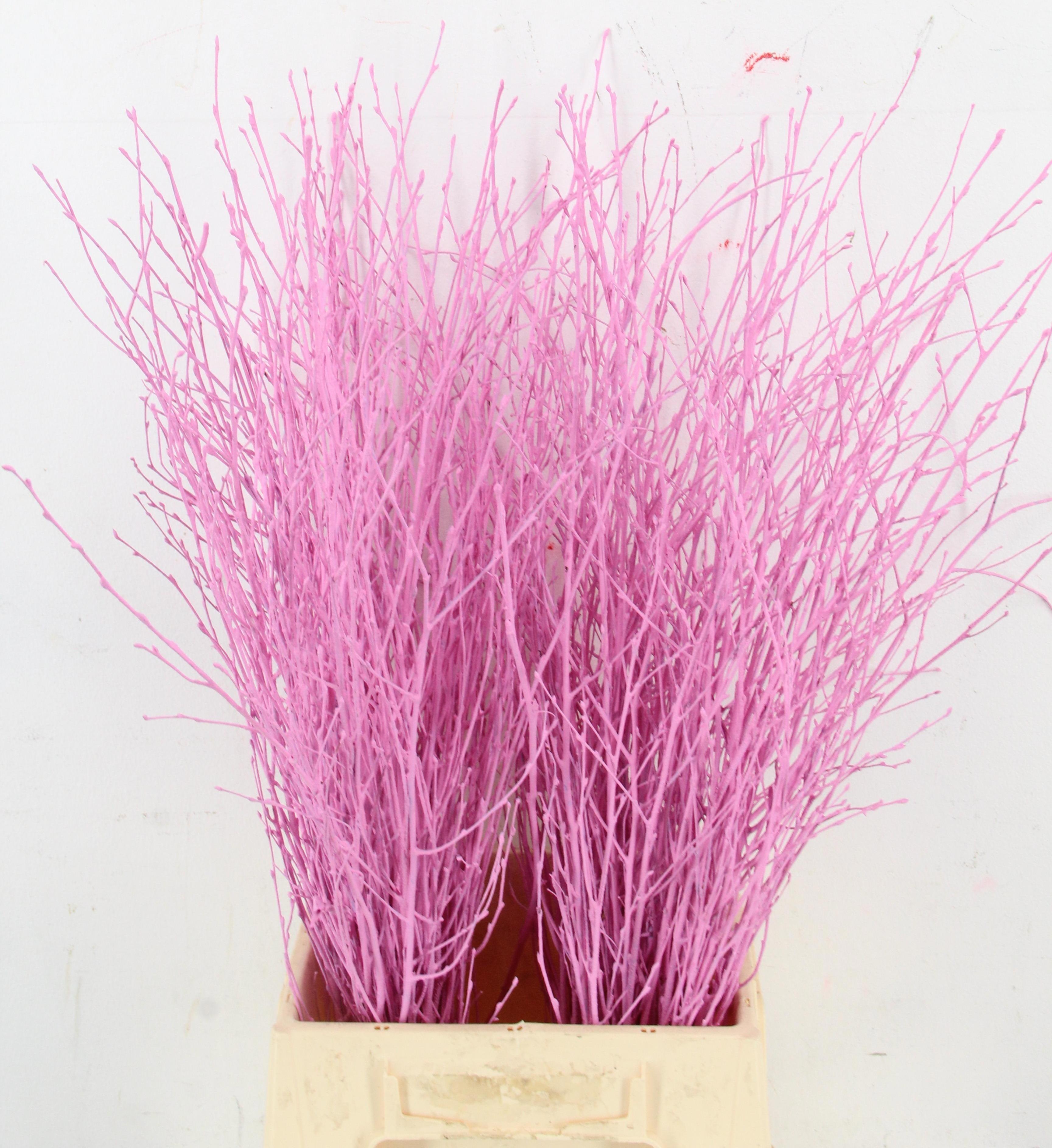 Betula Bs Kleurbeh