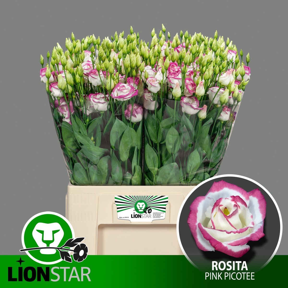 Lisianthus Double Rosita Pink Picote 60cm