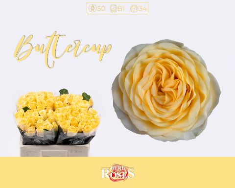 Rosa Buttercup 50cm