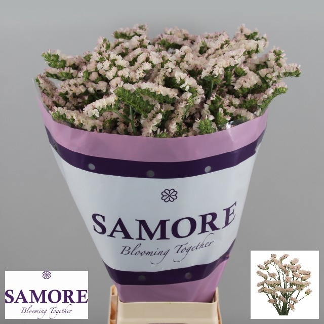 Limonium St Apricot Sunbirds 80cm 50gram