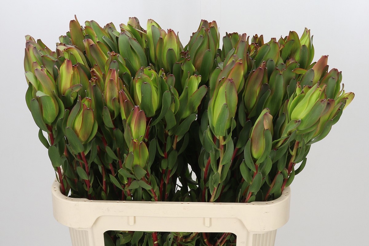 Leucadendron Laurel Ylw 80cm