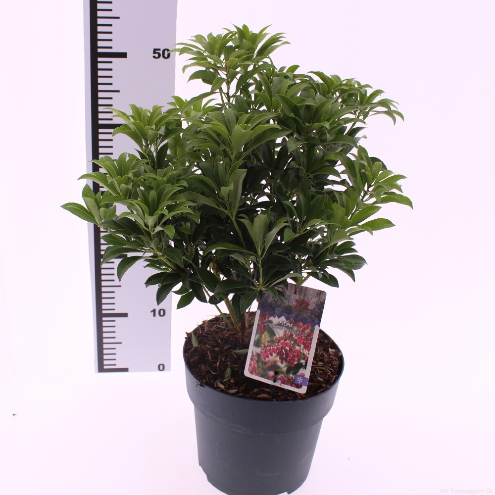 Picture of Pieris japonica 'Passion' PBR