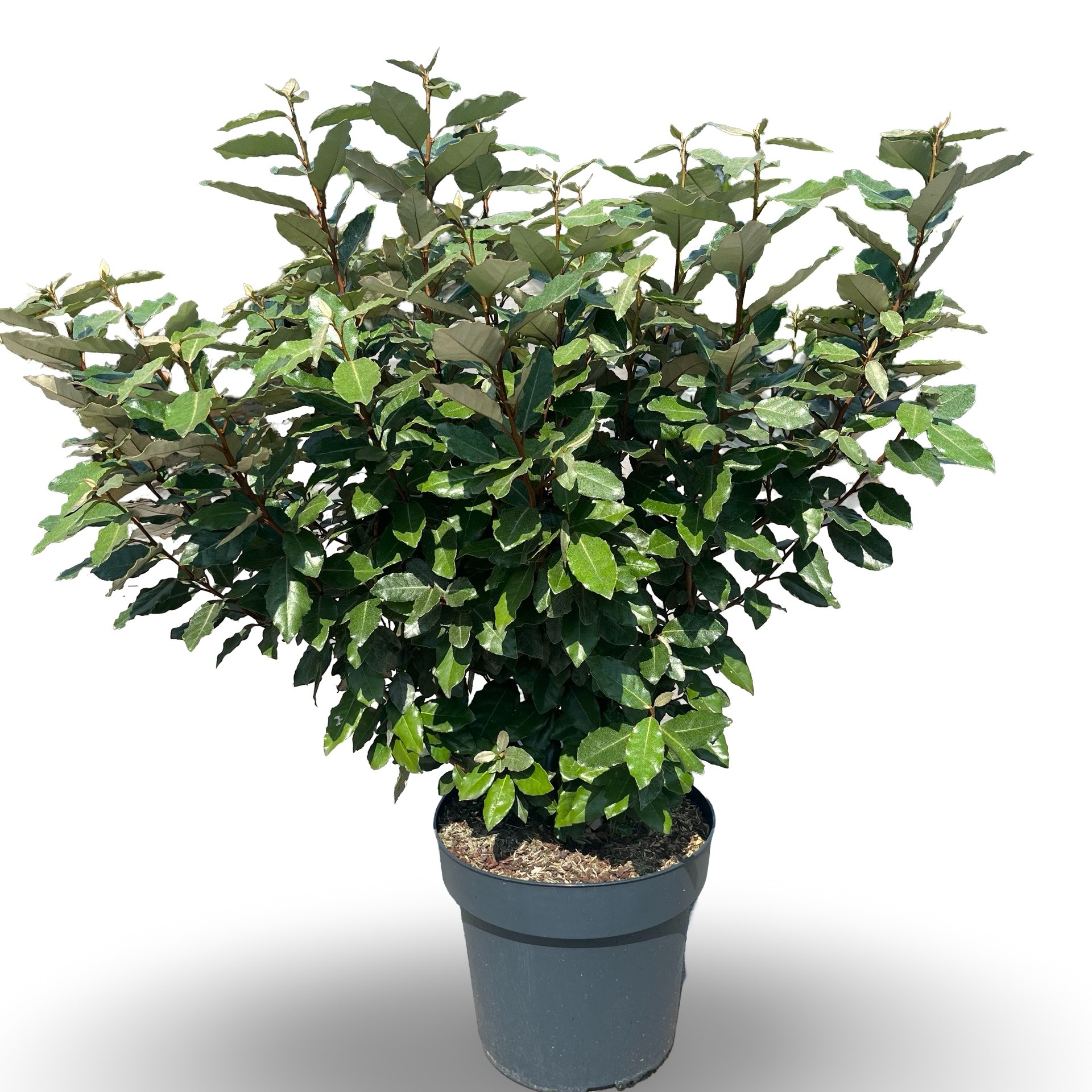 Picture of Elaeagnus ebbingei 'Compacta'