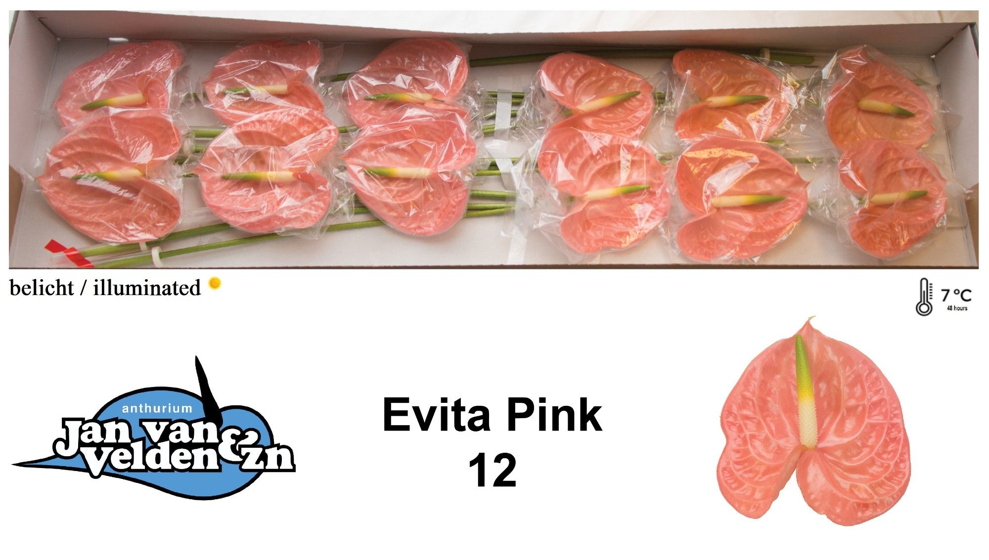 Anth A Evita Pink