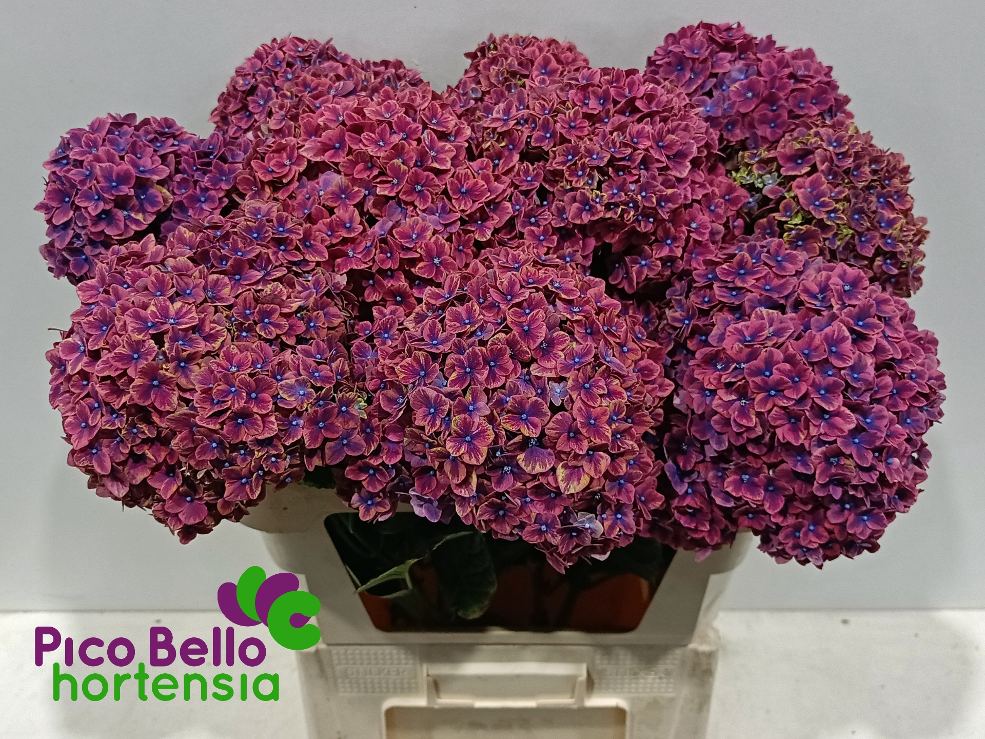 Hydrangea Samurai 80cm 20Ø