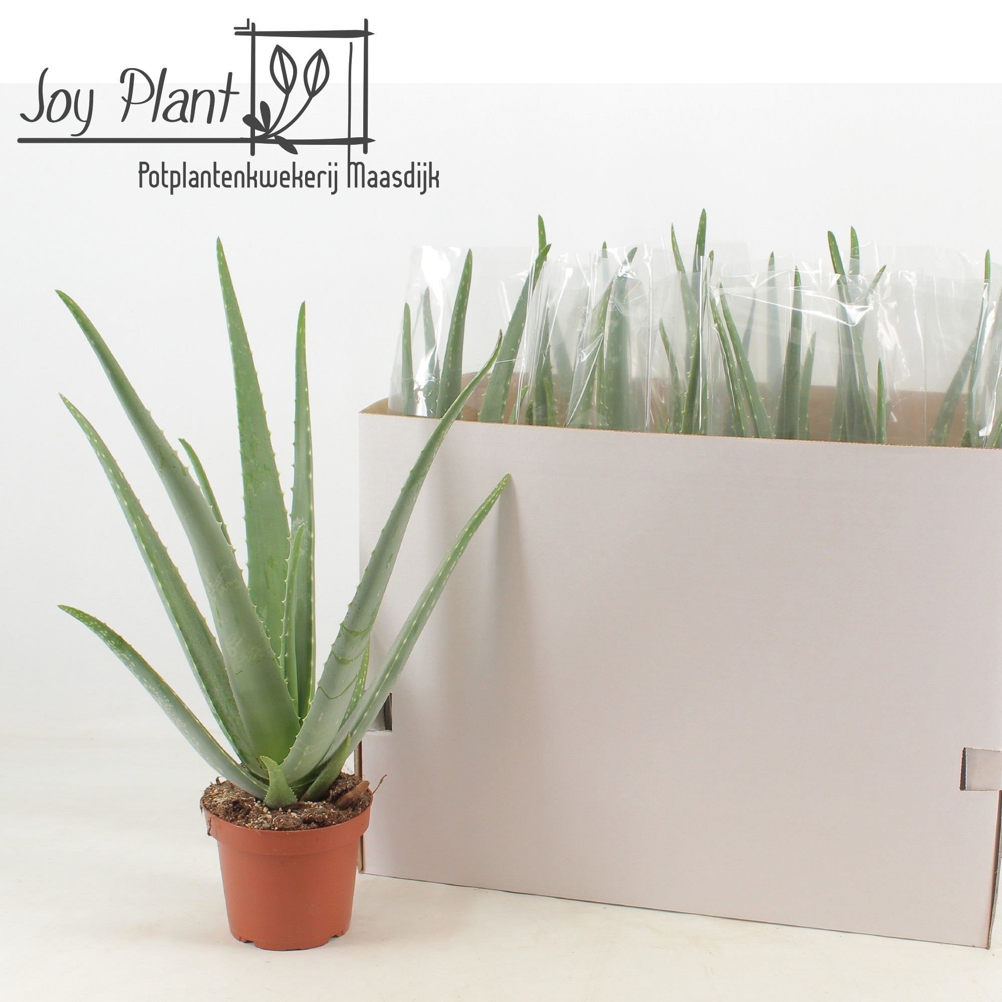 Aloe Vera 14P 55H