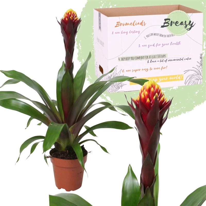 Picture of Guzmania Rockyflower Akabar P12 45cm