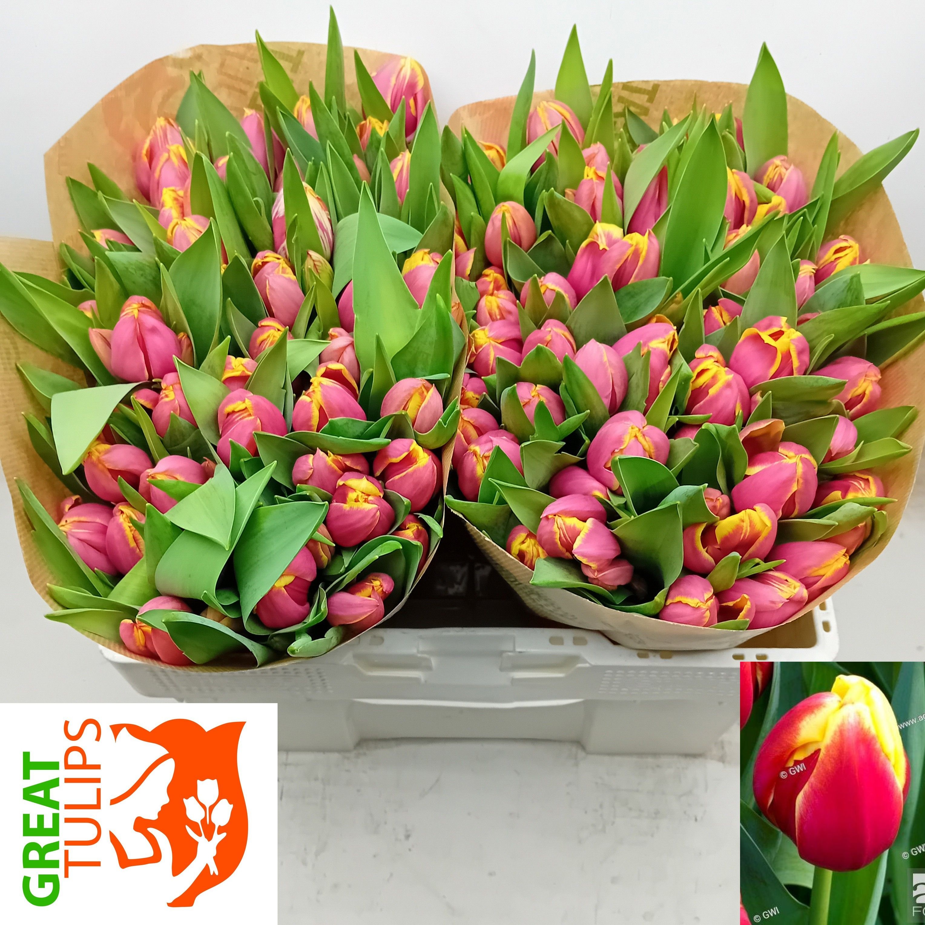 Tu En Furand Dream 38cm 44gram